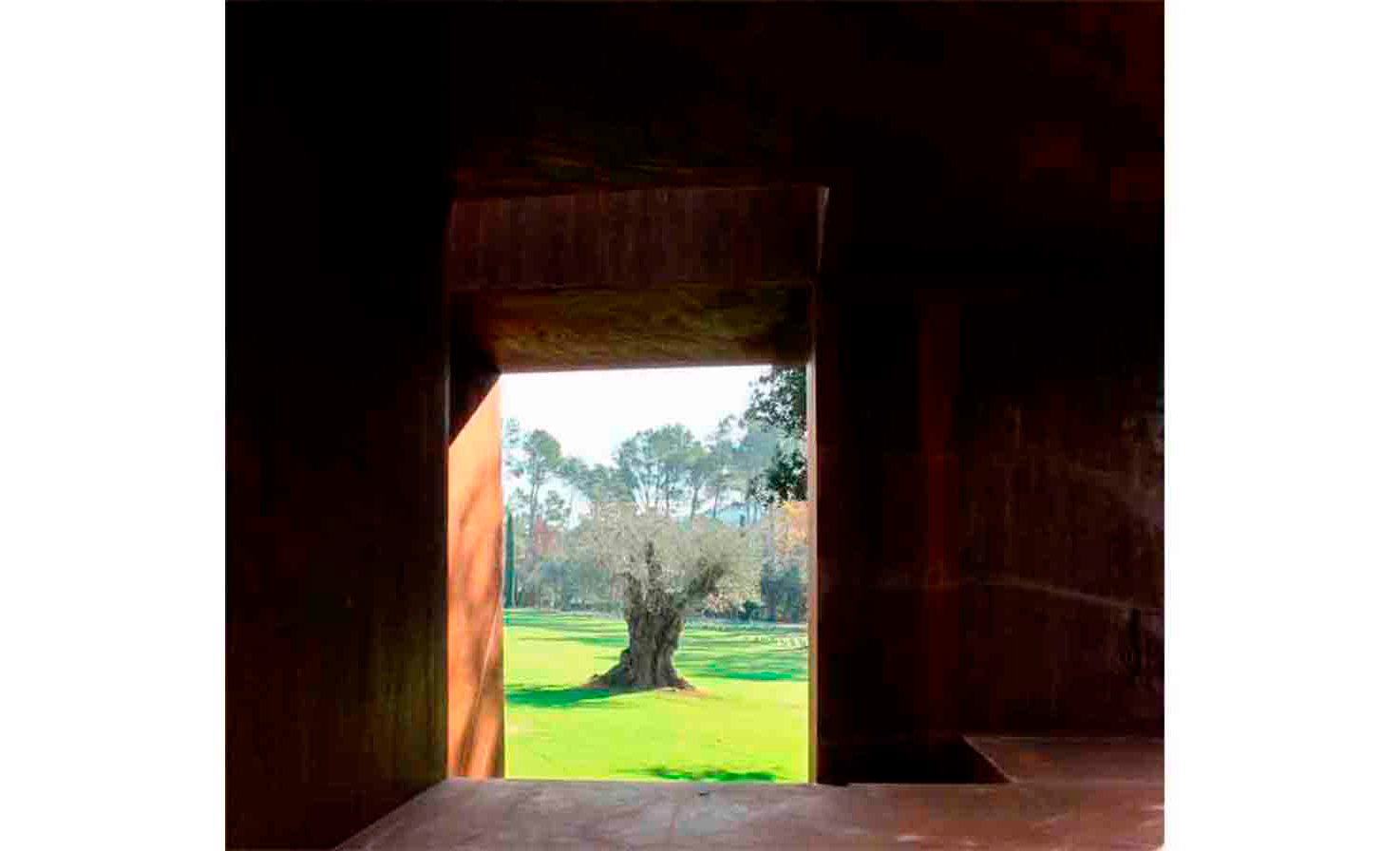 arbol